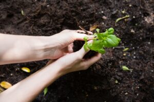 Woman planting young plant into the soil